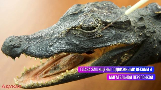 Класс Пресмыкающиеся или Рептилии | Зоология, Биология ЕГЭ, ЦТ смотреть онлайн