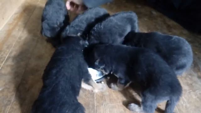 Щенки экстерьерного разведения. Возраст щенков 23 дня. смотреть онлайн