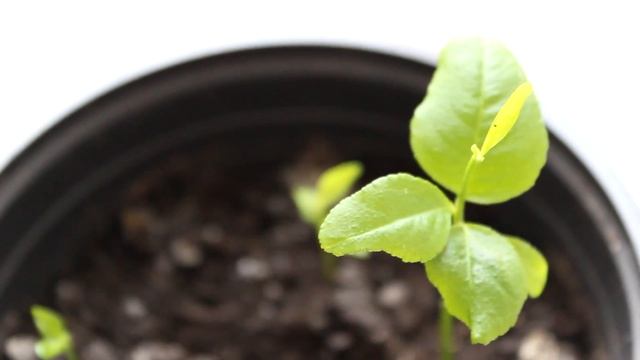 Как вырастить ЛИМОН из косточки. [Надежда и мир] смотреть онлайн