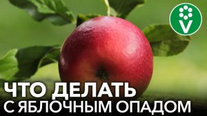 НЕ ВЫБРАСЫВАЙТЕ БОЛЬНЫЕ ЯБЛОКИ! Используем яблочный опад с пользой