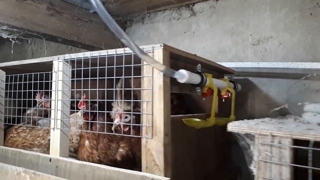 Клетка для кур несушек своими руками, с наклонным полом