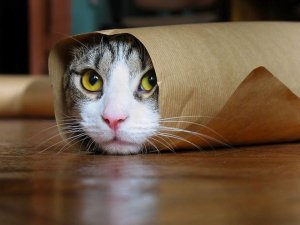 Смешные Кошки, Коты, и Различные Животные, 10 минут смеха #10