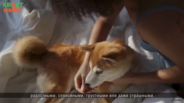 Что снится собакам? смотреть онлайн