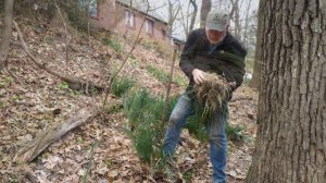 Daffodils Not Blooming? Here's the Solution | In Doug's Garden