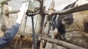 Доим коров | Рабочий процесс | Голштинские коровы