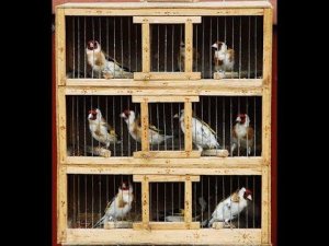 Щегол и Чиж соседи.