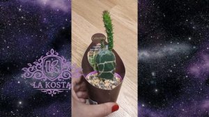 3  Опунция Ретикулата Кобра или Зебрина Ре