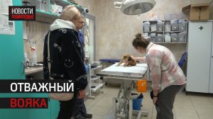 Ветеринары из Истры спасли щенка, которого привезли из зоны СВО