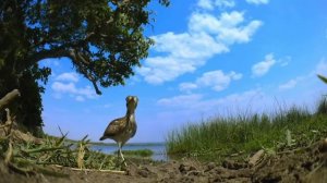 Леопарды и даже львы обходят его стороной! Нильский варан – главный разбойник Африки!