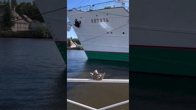 Милые хомлины в Калининграде ? #вокругсветы #путешествия #хомлины смотреть онлайн