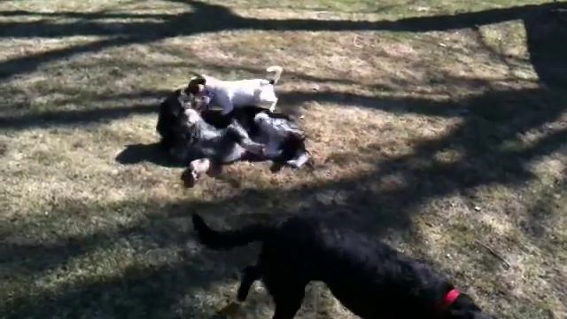 Labs, Aussie, Toy Fox Terrier Playing смотреть онлайн