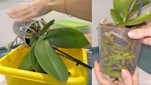 ПЕРЕСАЖИВАТЬ МОЖНО И ТАК...! БЫСТРАЯ пересадка с минимальным СТРЕССОМ для орхидеи.