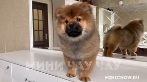 Мини Чау Чау. Малыш Харлей.
