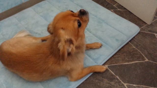 Оставь меня,старушка,я в печали! смотреть онлайн