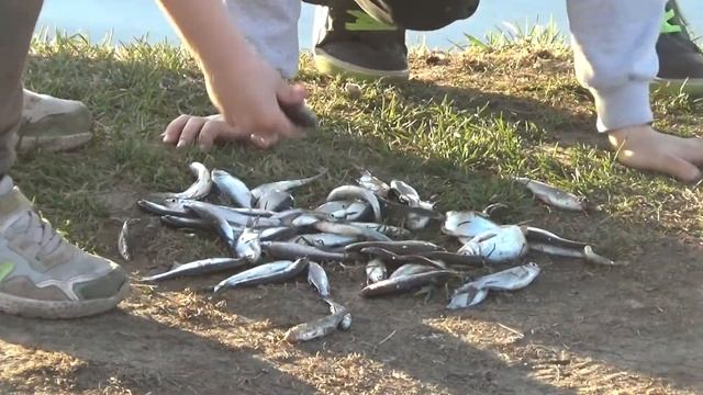 Ловись рыбка маленькая. Ивановский карьер. СПб смотреть онлайн