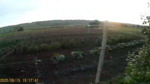 Летняя обрезка сада/Мальвы