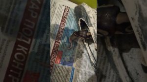 Мой маленький Дракон )