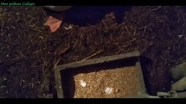 Чем я занимаюсь?У нас новые хозяева.Как куры-наседки делят яйца в одном гнезде?Кот ходит за мной. смотреть онлайн