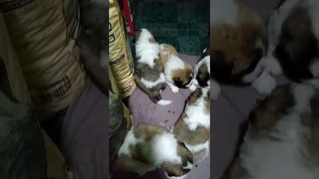 Московская сторожевая щенки 3 недели. +380637272160 смотреть онлайн