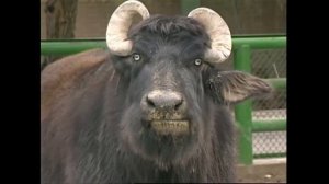 Буйвол домашний (болотный) - Bubalus bubalis var. Kerabau -  Swamp buffalo