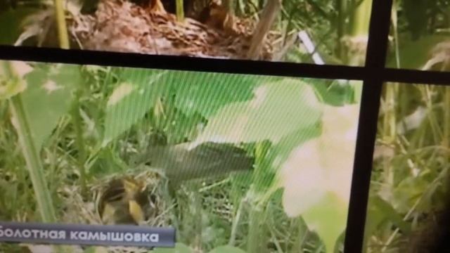 Поливан Г В  Основы орнитологии  Околоводные птицы  Водоплавающие