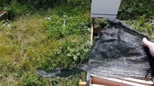 Самый простой способ объединение пчёл в любое время
