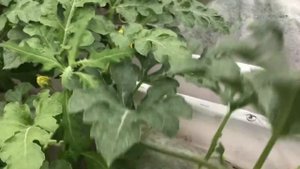 Теплица на крыше часть 3