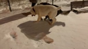 АЛАБАЙ ПРОТИВ КАВКАЗСКОЙ ОВЧАРКИ | КТО СИЛЬНЕЕ | (ни одна собака в данном видео не пострадала)