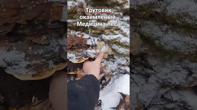 Трутовик окаймленный