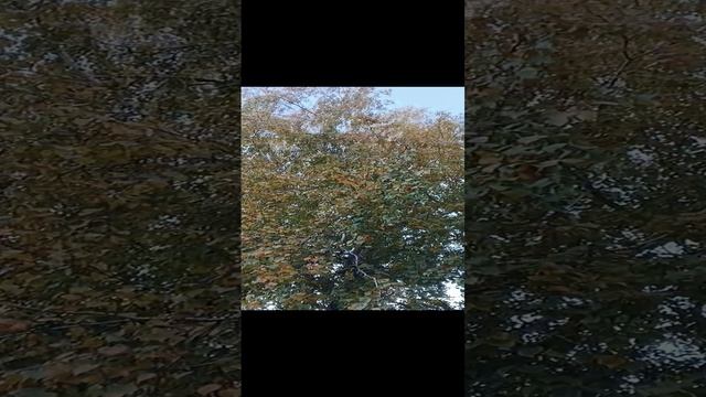 Кормушка? для голубей?