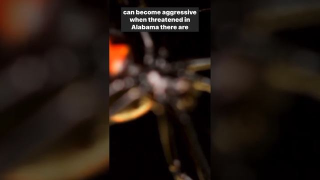 Dangerous animals in Alabama: Black Widow Spiders #animals