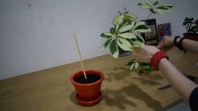Обрезка верхушки шефлеры