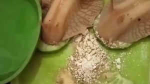улитки едят в ускоренной съёмке 🐌