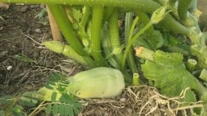 Обычный китайский дом и огород на крыше