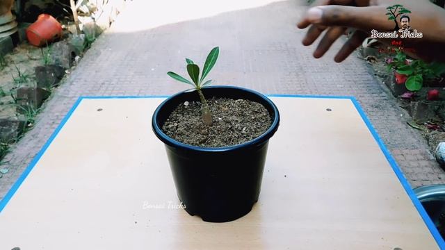 How To Grow Adenium From Seeds and Cuttings Easily | Desert Rose | Adenium Propagation смотреть онлайн