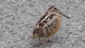 птица танцует под дабстэп