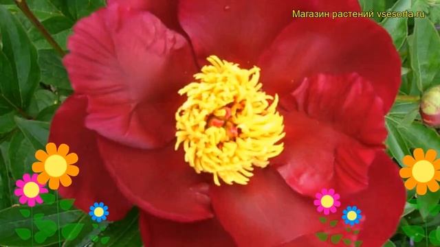 Пион молочноцветковый Мисс Мери. Краткий обзор, описание характеристик paeonia lactiflora Miss Mary смотреть онлайн