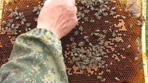 ЗАСТЫВШИЙ РАСПЛОД крупным планом