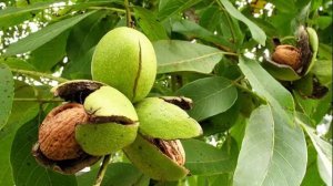 Где растет грецкий орех#Посадка саженца, особенности