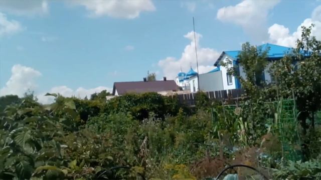 Собираю урожай. Первые баклажаны " Король севера ". Середина июля 2020 года. смотреть онлайн