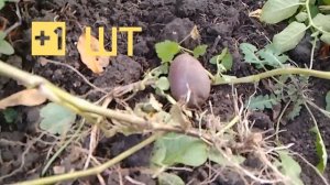 Результат посадки миниклубней (листоклубней). Получение Супер-элиты