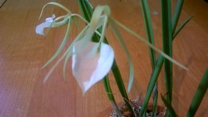 БРАССАВОЛА NODOSA _ ПЕРВОЕ ДОМАШНЕЕ ЦВЕТЕНИЕ