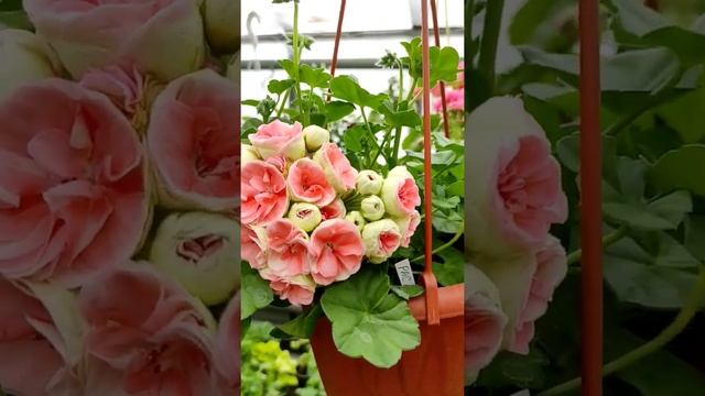 Astrid Идеальная. ???? смотреть онлайн