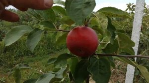 Ранняя Женева (Early Geneva)  в Винницкой области