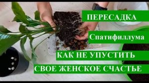 Спатифиллум как пересадить правильно подбираем правильный грунт