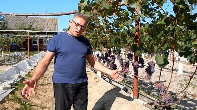 Виноградарство. Направления в виноградарстве.