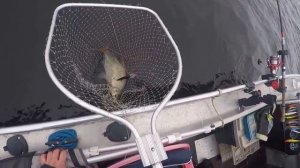 Рыбалка на Свири,или ловля леща на троллинг :-) (октябрь 2016)