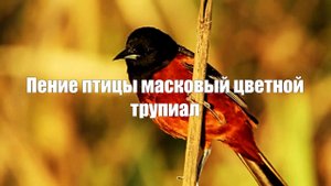 Звук природы. Пение птицы масковый цветной трупиал