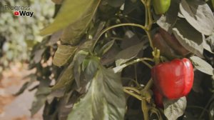 СУПЕРРАННИЕ СОРТА СЛАДКОГО ПЕРЦА! ОБЯЗАТЕЛЬНО ПОСЕЙТЕ В 2022!