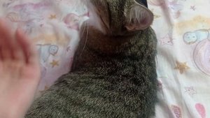 Как приручить кошку к переноске? ?????